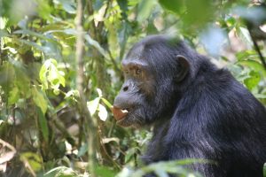 14 Days Primates And Big Five Safari - The Best Long Uganda Wildlife Safari (Chimpanzee)