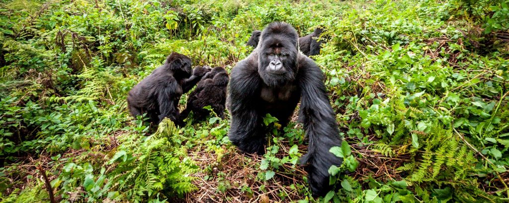 mountain gorillas - 7 Days Rwanda Primates Safari - Top Cheap Long Rwanda Gorilla Trekking Tour