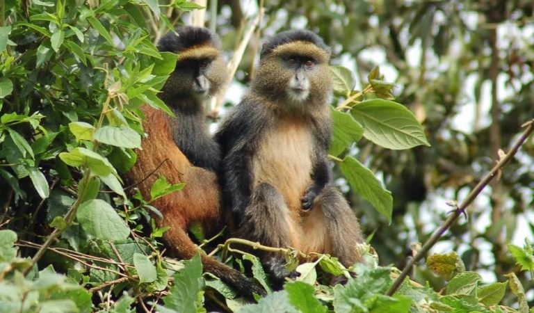 Golden monkeys on 7 days Rwanda Uganda safari