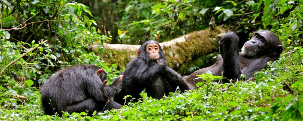 7 Days Uganda Wildlife Safari - Chimp Tracking In Kibale Forest national park