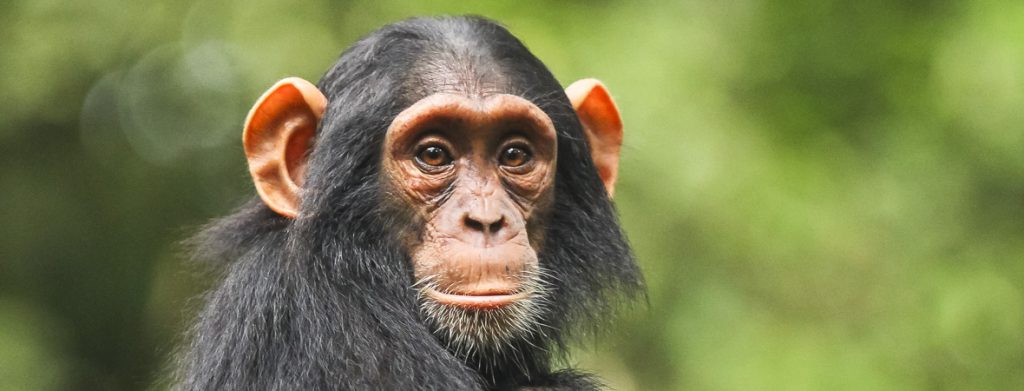 Chimp Tracking safari in Kibale Forest National Park Uganda