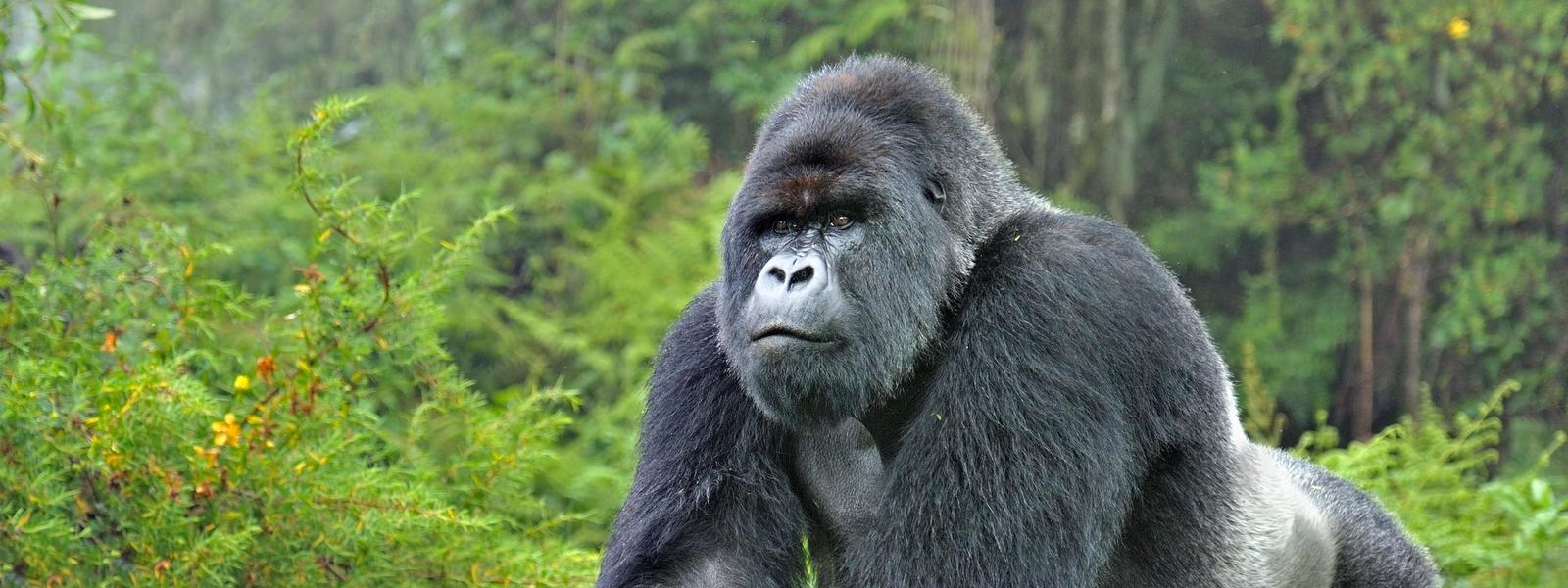 mountain gorilla in Bwindi Impenetrable National Park: The famous mountain gorilla trekking safari destination
