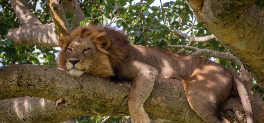 Tree Climbing Lions in Queen - 7 days Rwanda Uganda safari