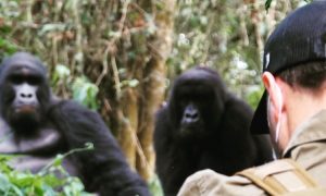 Read more about the article Where To Go For Gorilla Trekking