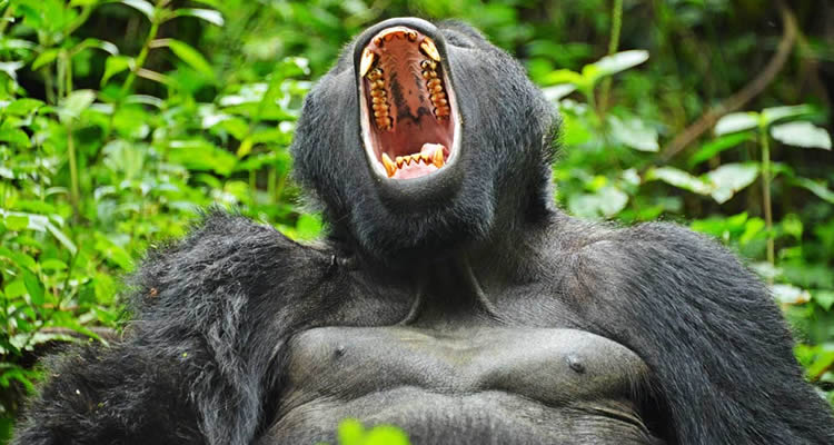 Mgahinga Gorilla National Park/ Mum and Dad Uganda Tours