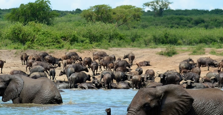 7 Days Uganda Safari - Best Long Uganda Wildlife 