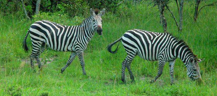 zebras at lake Mburo national park - 7 Days Uganda Safari - Best Long Uganda Wildlife & Gorilla Trekking Tour