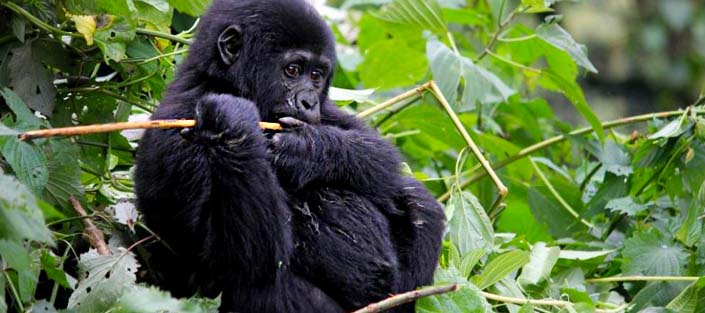 3 Days Gorilla Trekking Safari - mountain gorilla