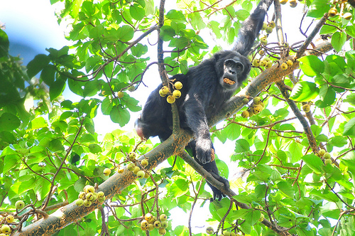 Where to go for Chimpanzee Tracking?