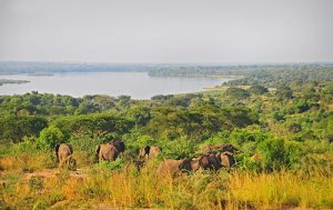 Elephants on 4 Days Murchison Falls Safari