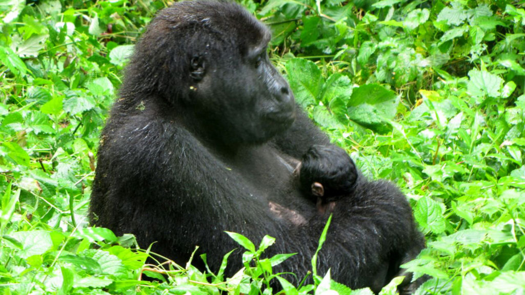 You are currently viewing Mountain Gorilla Baby Boom In Bwindi National Park