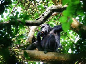 chimpanzee - 5 Best Places To Safari In Uganda 
