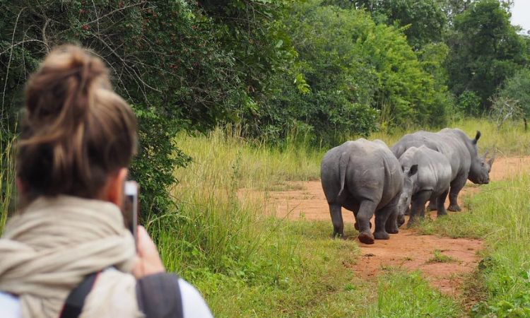 Read more about the article Rhino Trekking at Ziwa Rhino Sanctuary Uganda