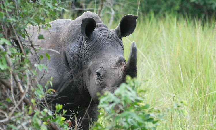 Ziwa Rhino