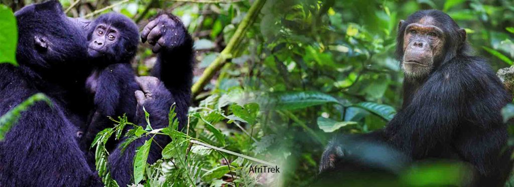 4 Days Rwanda Gorilla Trekking and chimpanzee tour