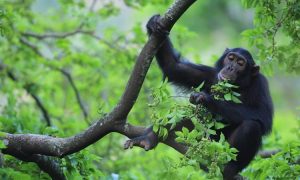 chimpanzee in kibale - 5 Days Uganda safari