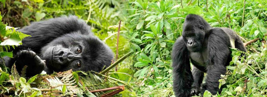 Gorillas In Uganda