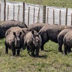 South Africa Transfers 30 White Rhinos to Rwanda