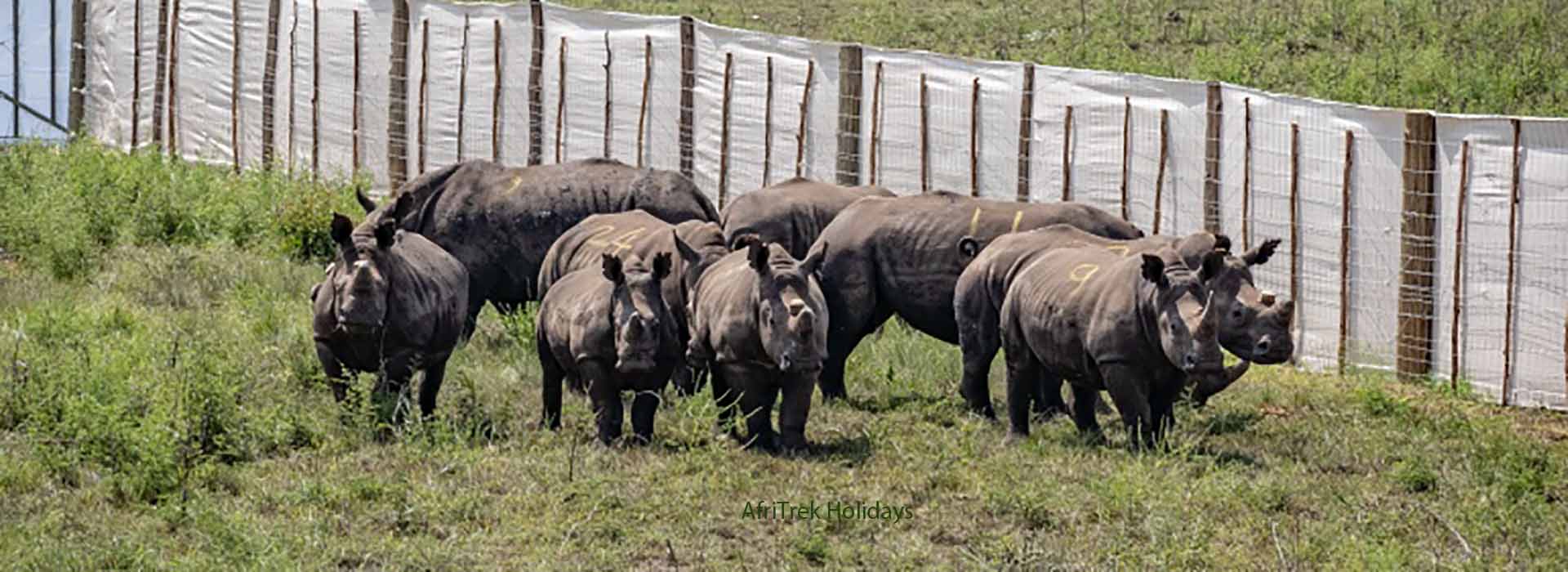 South Africa Transfers 30 White Rhinos To Rwanda