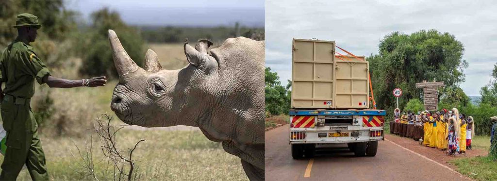 White rhinos to Rwanda