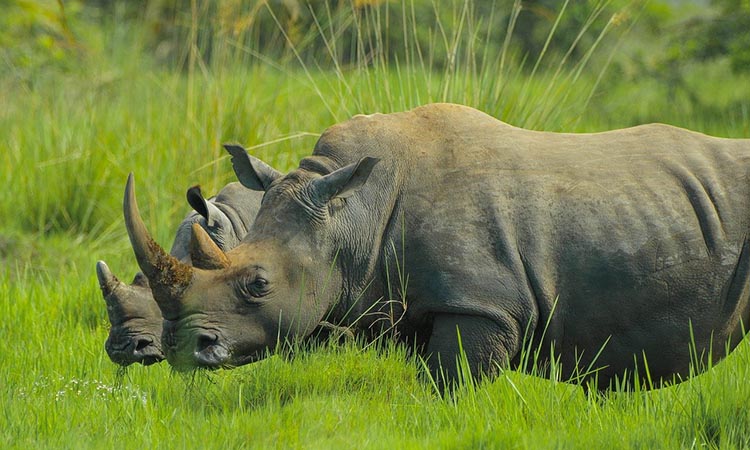 1 Day Rhino Tracking Safari