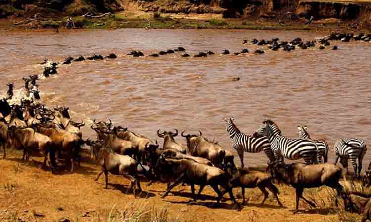 The African wildlife migration