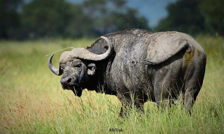Tanzania Safaris