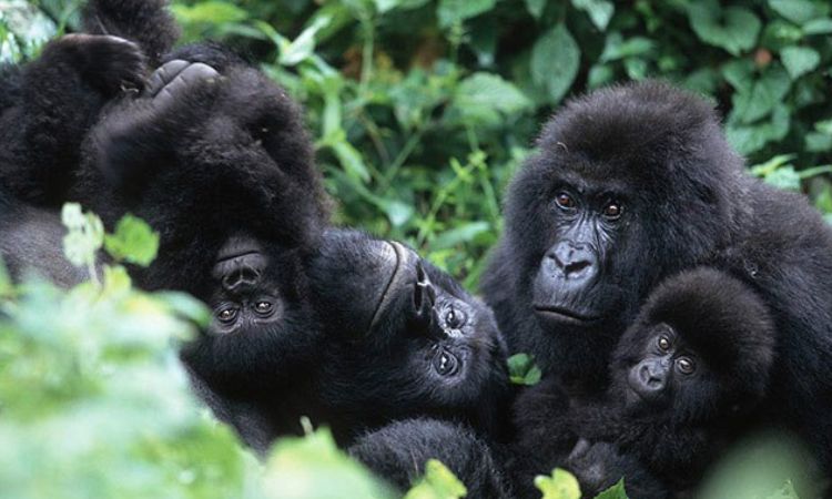2 Days Rwanda Gorilla Safari Gorilla Safaris Afrik-Trek Holidays