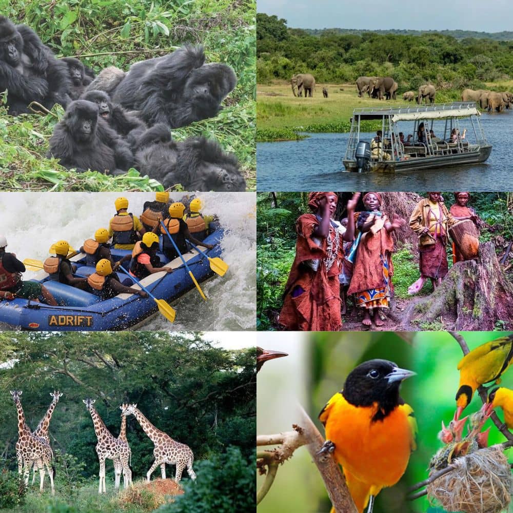 Uganda Safaris and Tours