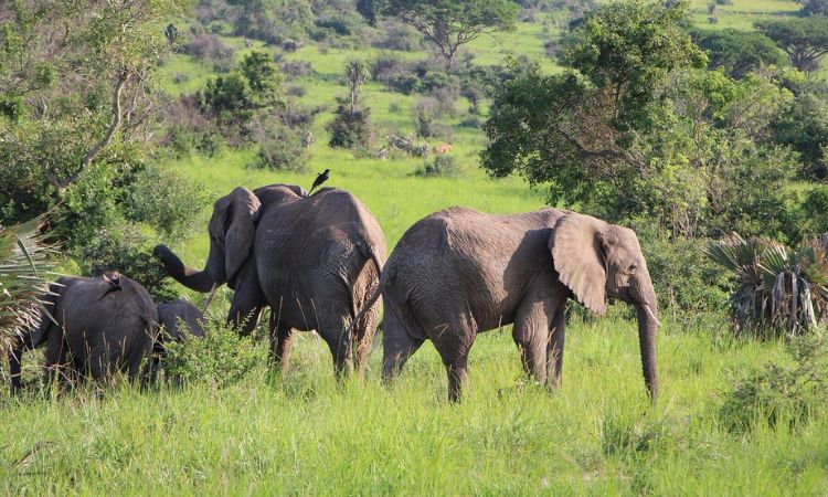 Elephants in Murchison falls