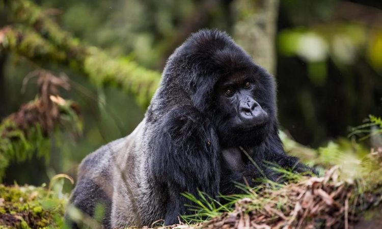 4 Days Rwanda Gorilla and Wildlife Safari