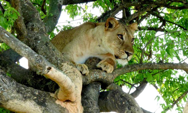 4 days Queen Elizabeth Wildlife Safari
