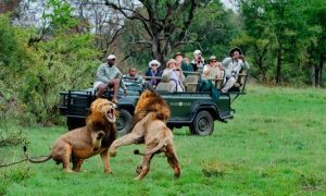 Read more about the article Best African Safari Tours