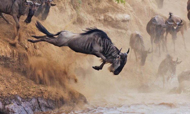 Wildebeest migration safaris in Africa