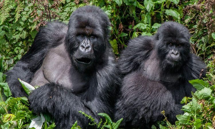 mountain gorillas Uganda