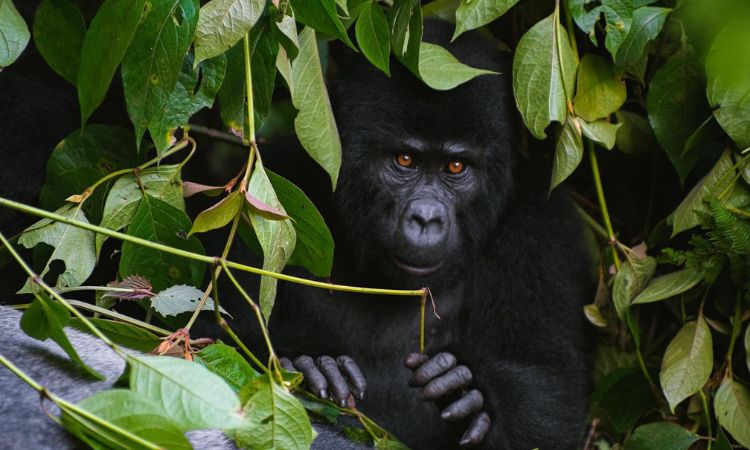 2 Days Uganda Gorilla Trekking Tour