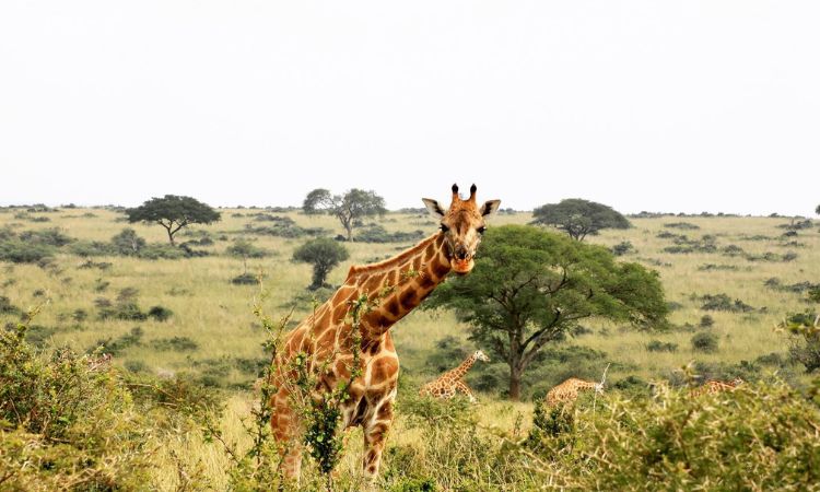 Giraffes in Murchison Falls