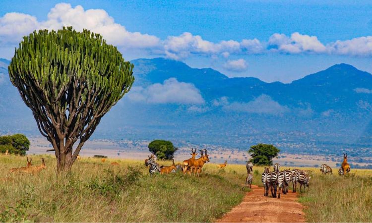 long Uganda safaris