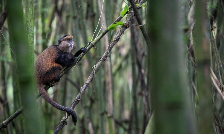 Golden Monkey trekking Mgahinga