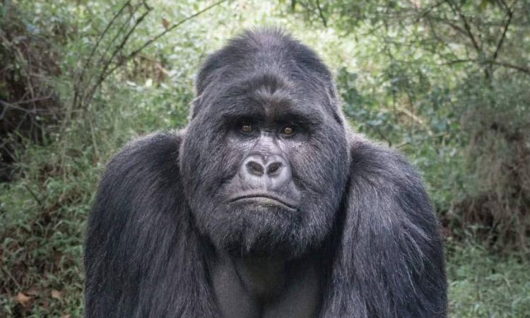 Read more about the article Gorilla Trekking in Bwindi vs Mgahinga