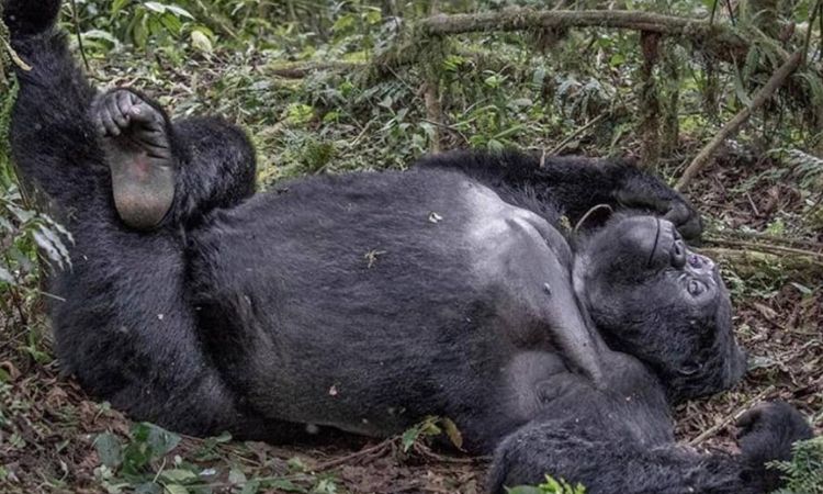 Comparing Gorilla Trekking in Bwindi and Mgahinga