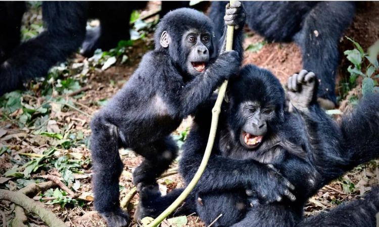 Gorillas on 5 Days Uganda Safari