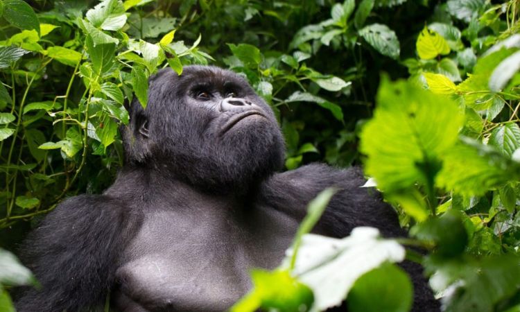 Where to see gorillas