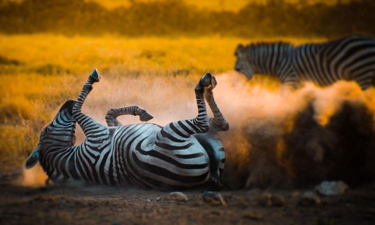 best time to visit Amboseli