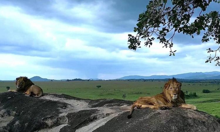 Lions in Kidepo Valley National park