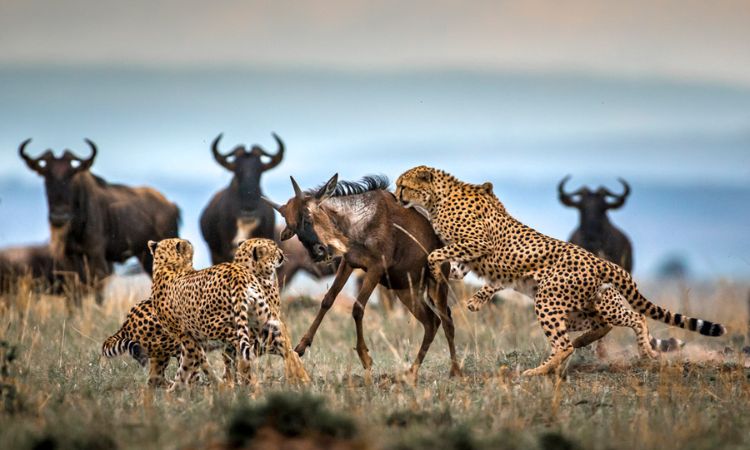 Masai Mara vs Serengeti