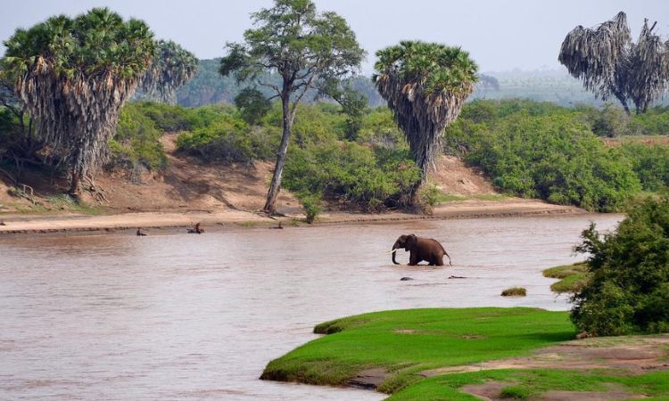 Samburu National Reserve