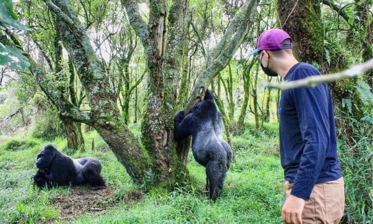 Mgahinga national park gorilla trekking
