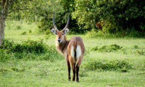 7 Days Uganda Safari