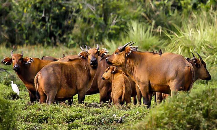 African Forest Buffaloes